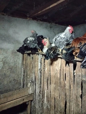 De vânzare găini  - imagine 3