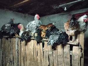 De vânzare găini  - imagine 2
