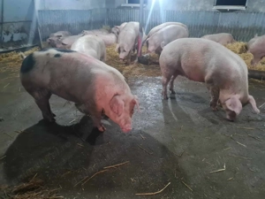 Porci de vanzare greutate intre 90 - 180 kg 12lei - imagine 3
