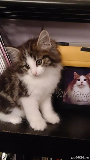 Maine Coon  - imagine 3