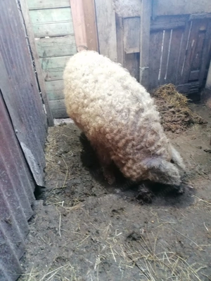 Vand scroafa mangalita  - imagine 2