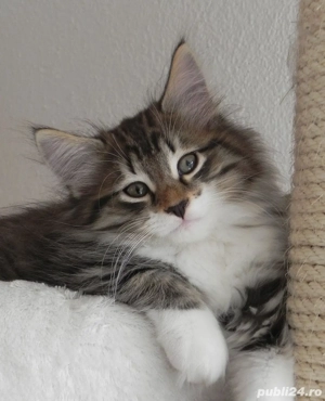 Maine Coon  - imagine 2
