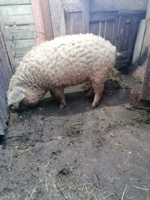 Vand scroafa mangalita  - imagine 3