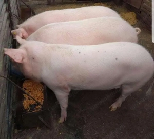 Purcei de carne de calitate, Transport GRATUIT 13lei kg