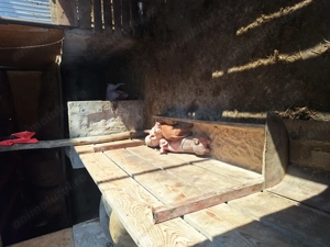 Vand purcei de 8 săptămâni 