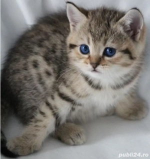 British Shorhair  - imagine 3