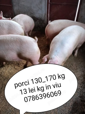 Vând porci de carne 