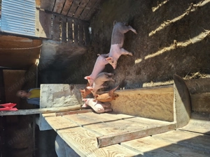 Vand purcei de 8 săptămâni  - imagine 3