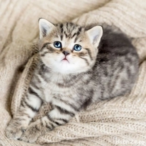 British Shorhair  - imagine 2