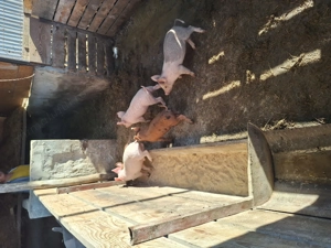 Vand purcei de 8 săptămâni  - imagine 2