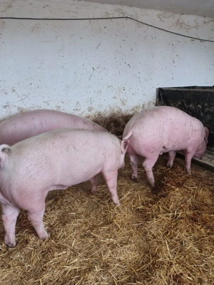 Porci de vanzare greutate intre 90 - 180 kg 12lei