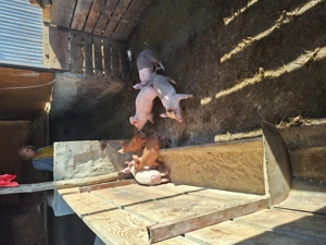 Vand purcei de 8 săptămâni  - imagine 4