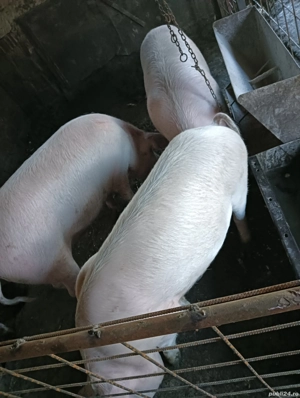 Porci de vânzare !