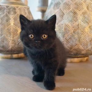 British Shorthair  - imagine 2