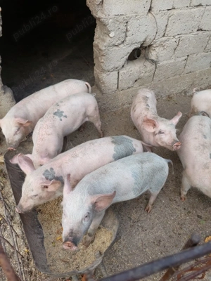 Vând purcei 3 luni