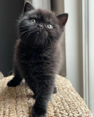 British Shorthair  - imagine 3