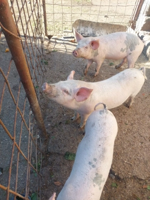 Vând purcei 3 luni - imagine 2