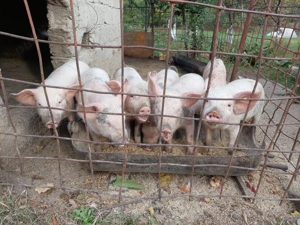 Vând purcei 3 luni - imagine 3