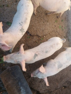 Vând purcei 3 luni - imagine 4