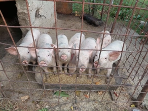 Vând purcei 3 luni - imagine 5