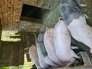 Porci de carne pentru taiat - imagine 2