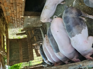 Porci de carne pentru taiat