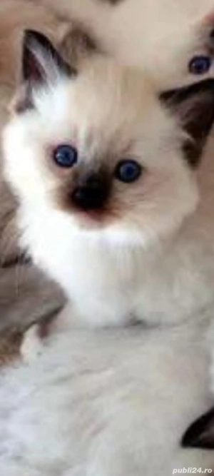 ragdoll bluepoint!!!