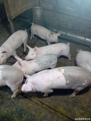 Purcei de vanzare  - imagine 2