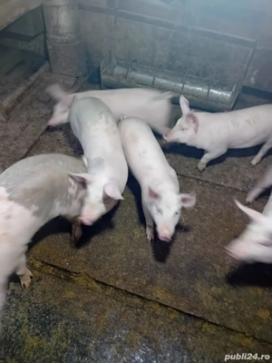Purcei de vanzare  - imagine 3