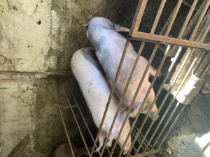 Porci crescuti de tara Ilfov Copaceni - imagine 2