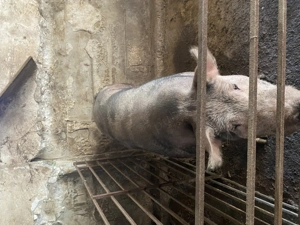 Porci crescuti de tara Ilfov Copaceni - imagine 3