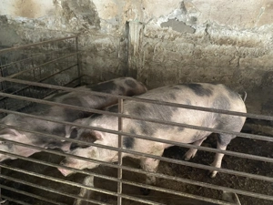 Porci crescuti de tara Ilfov Copaceni - imagine 5