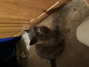 Vând motan british short hair în vârstă de un an 