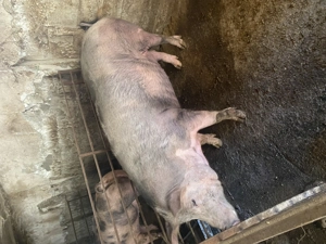 Porci crescuti de tara Ilfov Copaceni - imagine 4