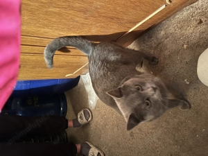 Vând motan british short hair în vârstă de un an  - imagine 2