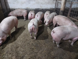 Porci de vanzare doar 12lei kg - imagine 2