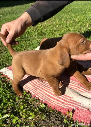 visla maghiara - imagine 3