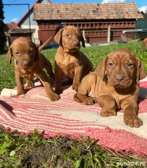 visla maghiara - imagine 2