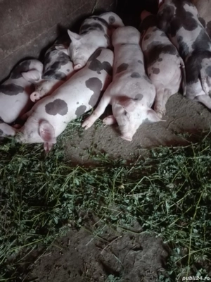 purcei pietrani de vânzare 