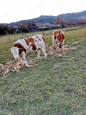 Vaca cu vițel de vânzare și tauras - imagine 2