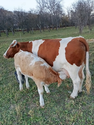 Vaca cu vițel de vânzare și tauras - imagine 3