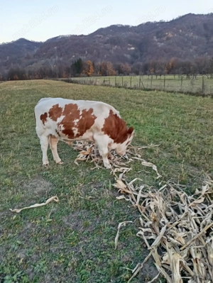 Vaca cu vițel de vânzare și tauras - imagine 4