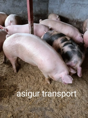 Vând porci pentru Crăciun 