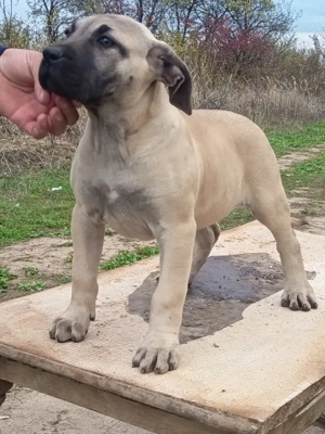 Vand catei presa canario  - imagine 4