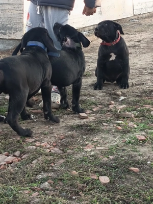 Vand catei presa canario  - imagine 2