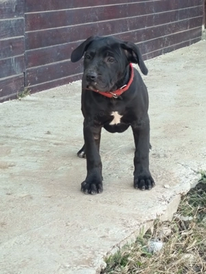 Vand catei presa canario 