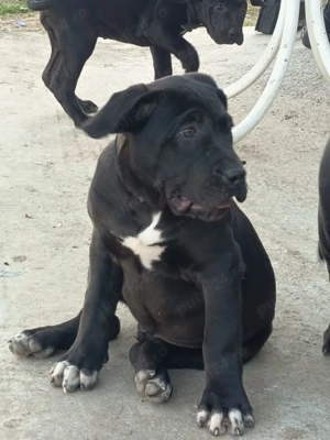 Vand catei presa canario  - imagine 3