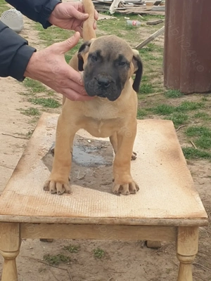 Vand catei presa canario  - imagine 5
