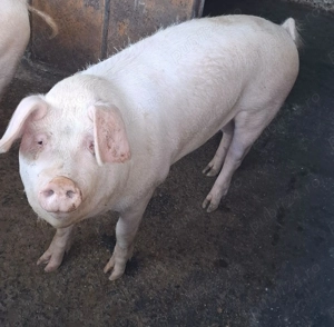 Vand porc Gras 14lei kg