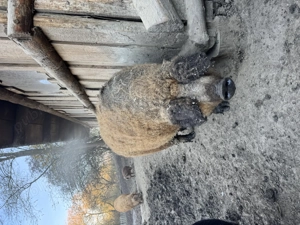 Vand porci mangalita si bazna - imagine 2